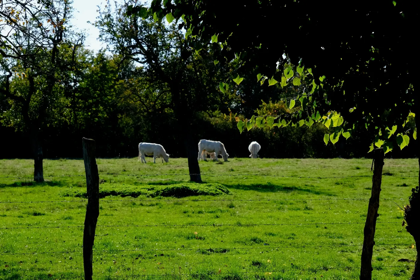 Ambiance champêtre