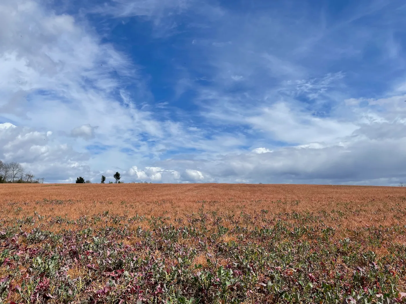Les premiers champs… ouf !
