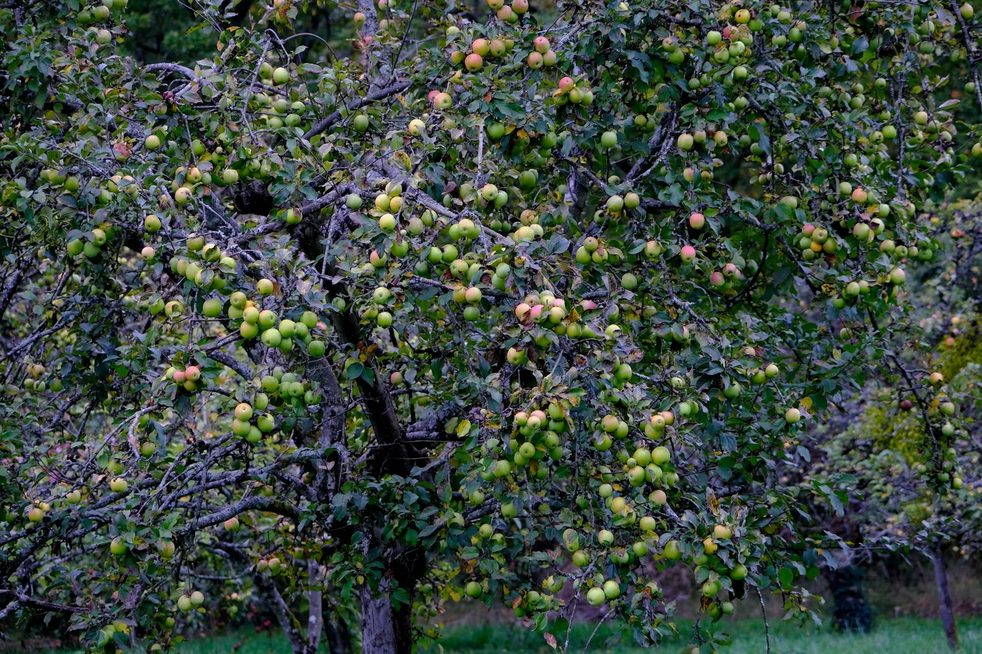 Les pommiers de la Brie
